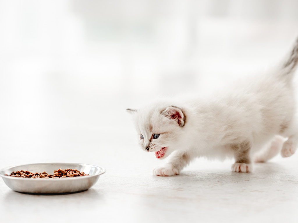 kotenok-idet-est Почему кошка просит есть, даже если не голодна?