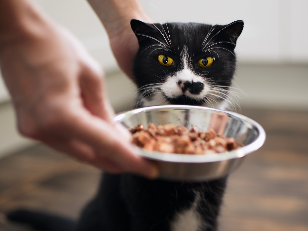 kotu-dayut-est Почему кошка просит есть, даже если не голодна?