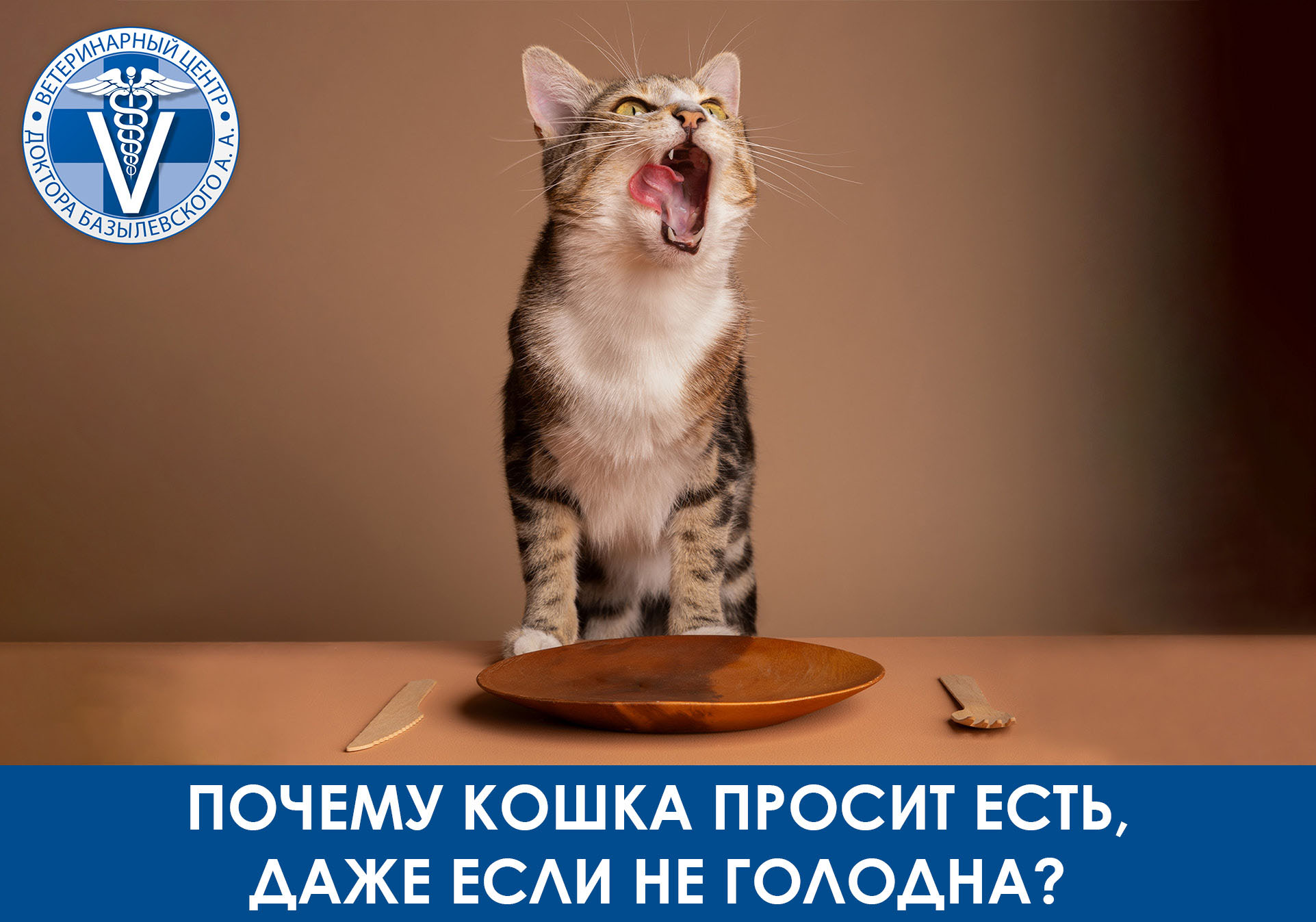 почему кошка просит есть