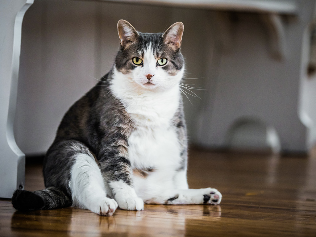 puhlyy-kot-na-polu Почему кошка просит есть, даже если не голодна?