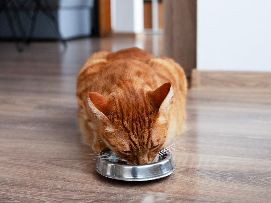 ryzhiy-kot-est Почему кошка просит есть, даже если не голодна?