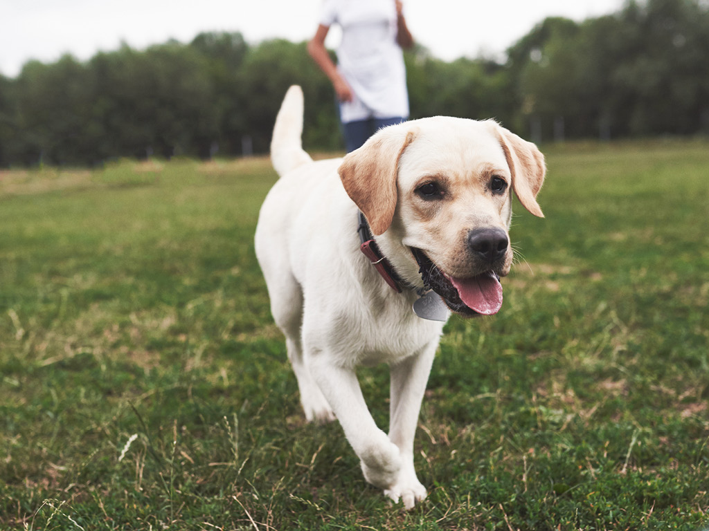 sobaka-na-progulke Почему пожилым питомцам нужно особое внимание?