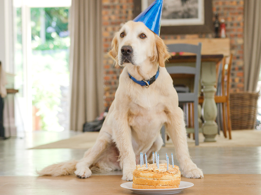 sobaka-s-kolpakom-na-golove Почему пожилым питомцам нужно особое внимание?