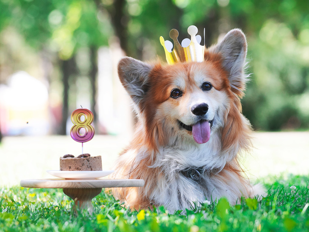 sobaka-s-koronoy-v-parke Почему пожилым питомцам нужно особое внимание?