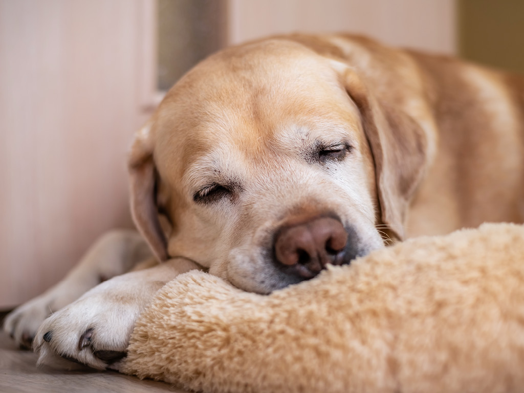 sobaka-s-pit-na-podushke Почему пожилым питомцам нужно особое внимание?