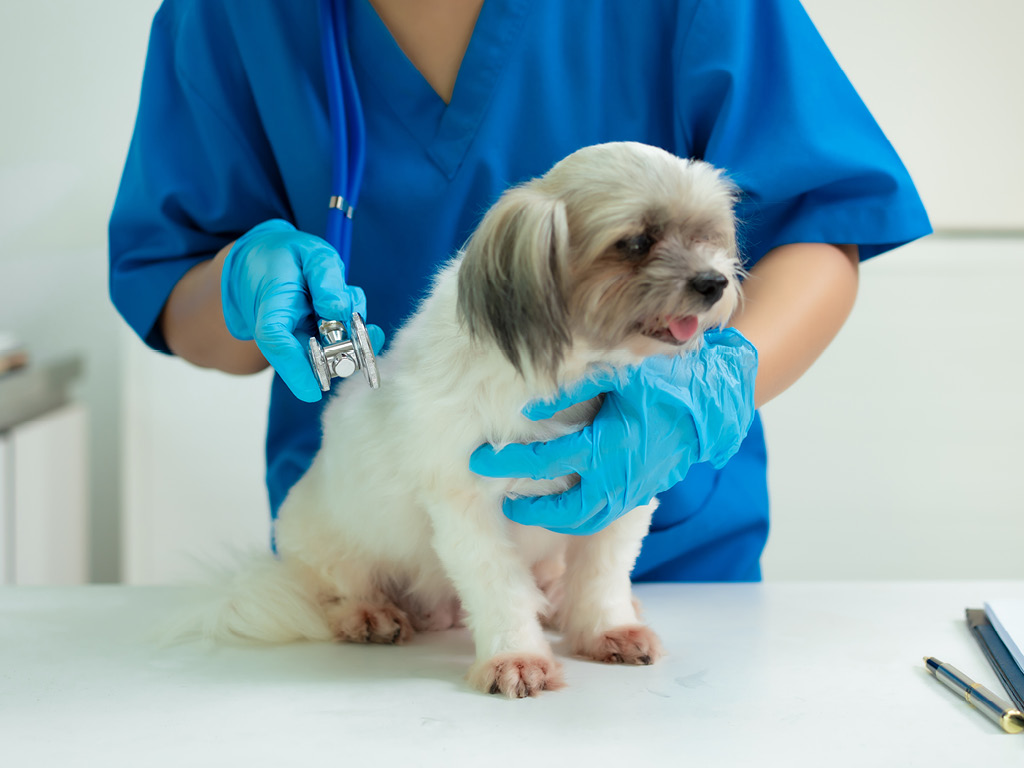 sobaka-u-veterenara Почему пожилым питомцам нужно особое внимание?