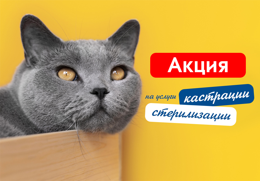Акция на кастрацию и стерил спб