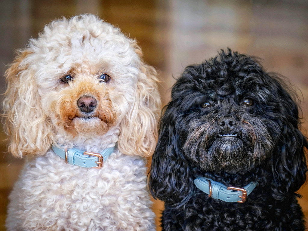 dva-pudelya Как правильно подобрать ошейник для собаки?