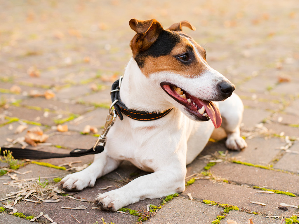 malenkaya-sobaka-na-povodke Как правильно подобрать ошейник для собаки?