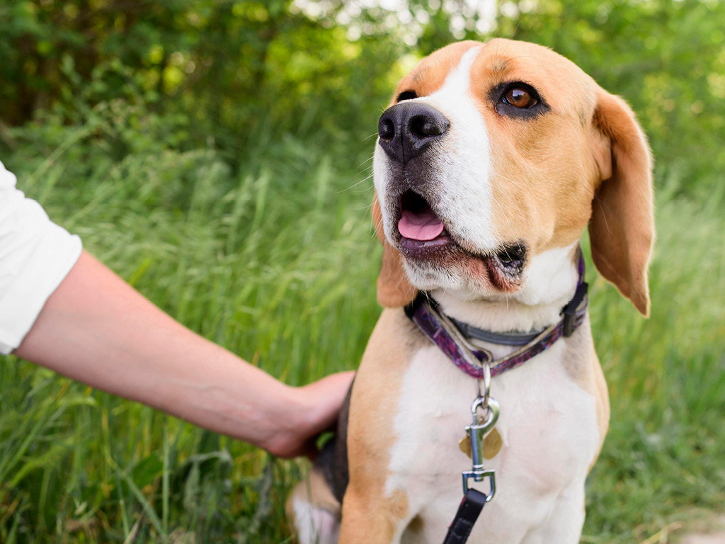 sobaka-gulyaet-na-povodke Как правильно подобрать ошейник для собаки?