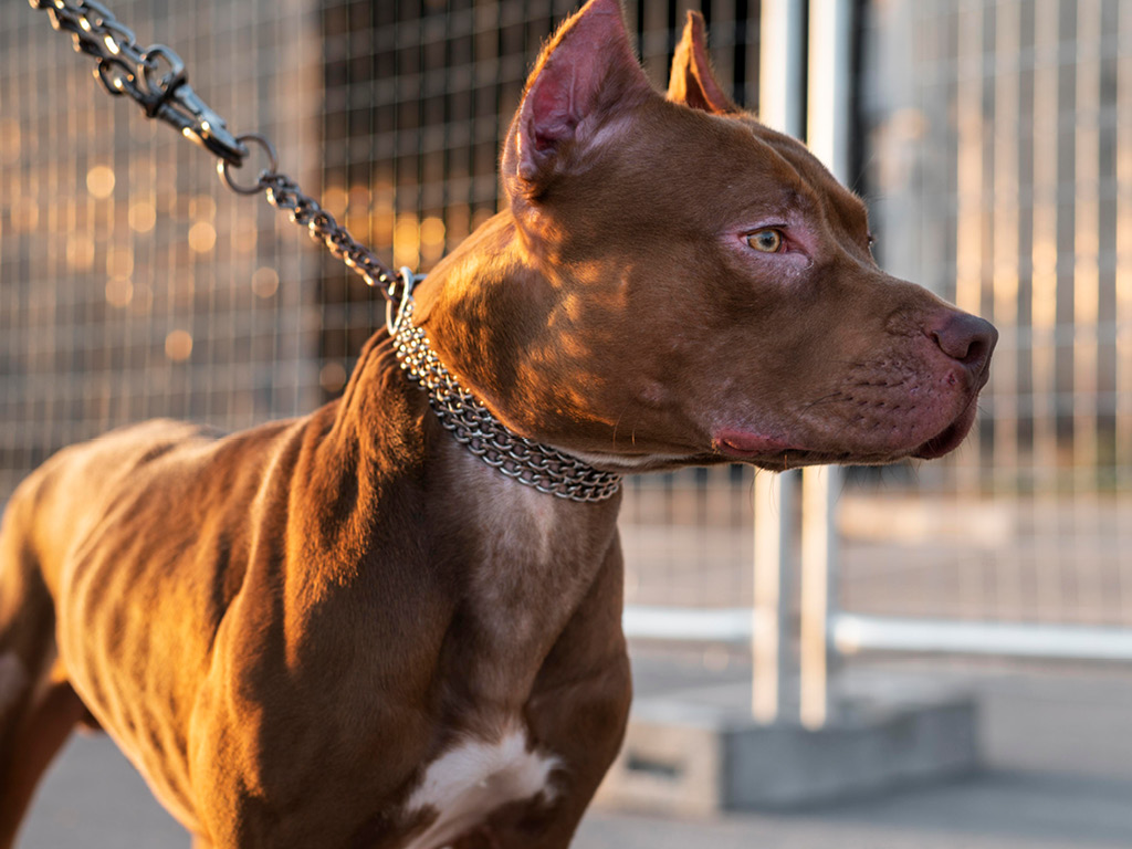 sobaka-s-osheynikom-na-povodke Как правильно подобрать ошейник для собаки?