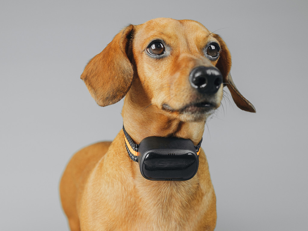 taksa-s-osheynikom Как правильно подобрать ошейник для собаки?