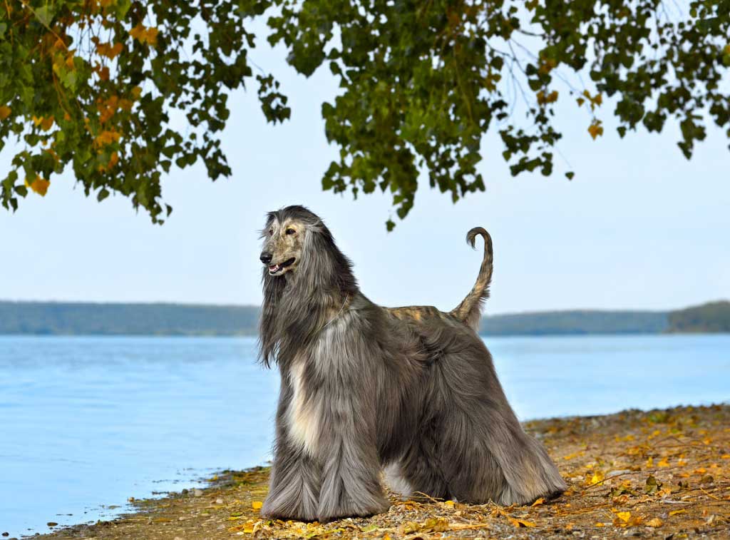 afghan-hound Борзые собаки: полный гид по породам с фото, названиями и характеристиками