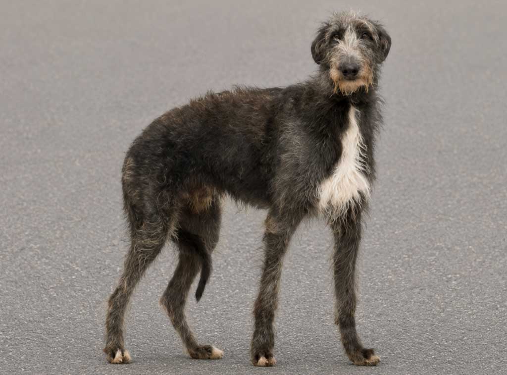 deerhound Борзые собаки: полный гид по породам с фото, названиями и характеристиками