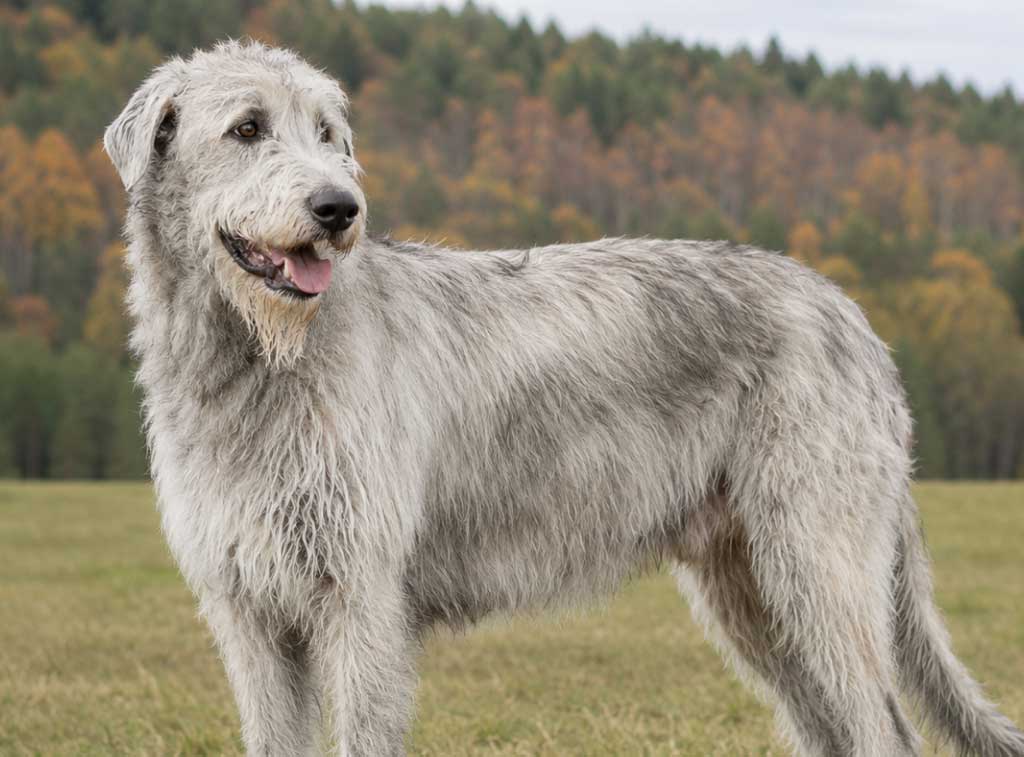 irish-wolfhound Борзые собаки: полный гид по породам с фото, названиями и характеристиками