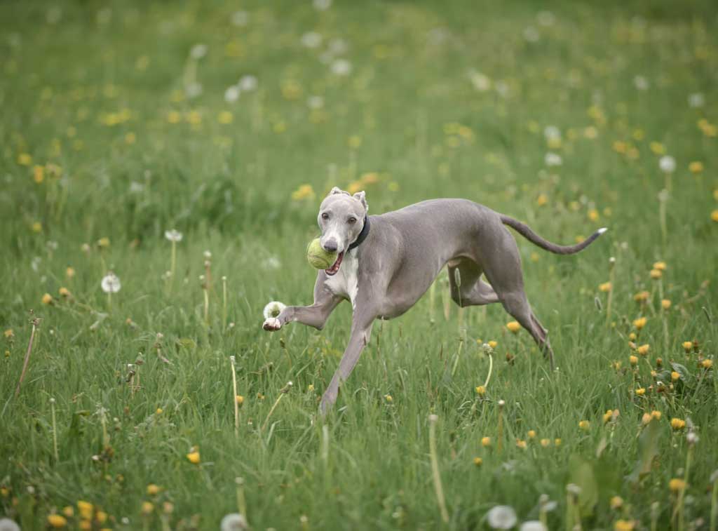 italian-greyhound Борзые собаки: полный гид по породам с фото, названиями и характеристиками