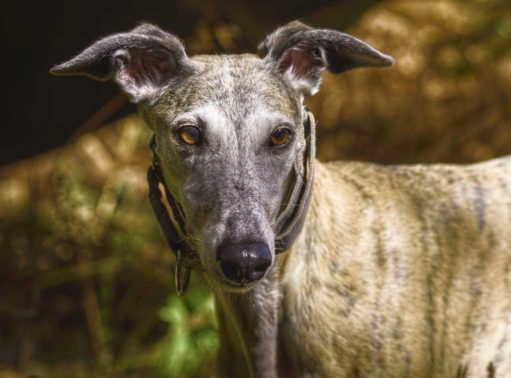 spanish-galgo Борзые собаки: полный гид по породам с фото, названиями и характеристиками