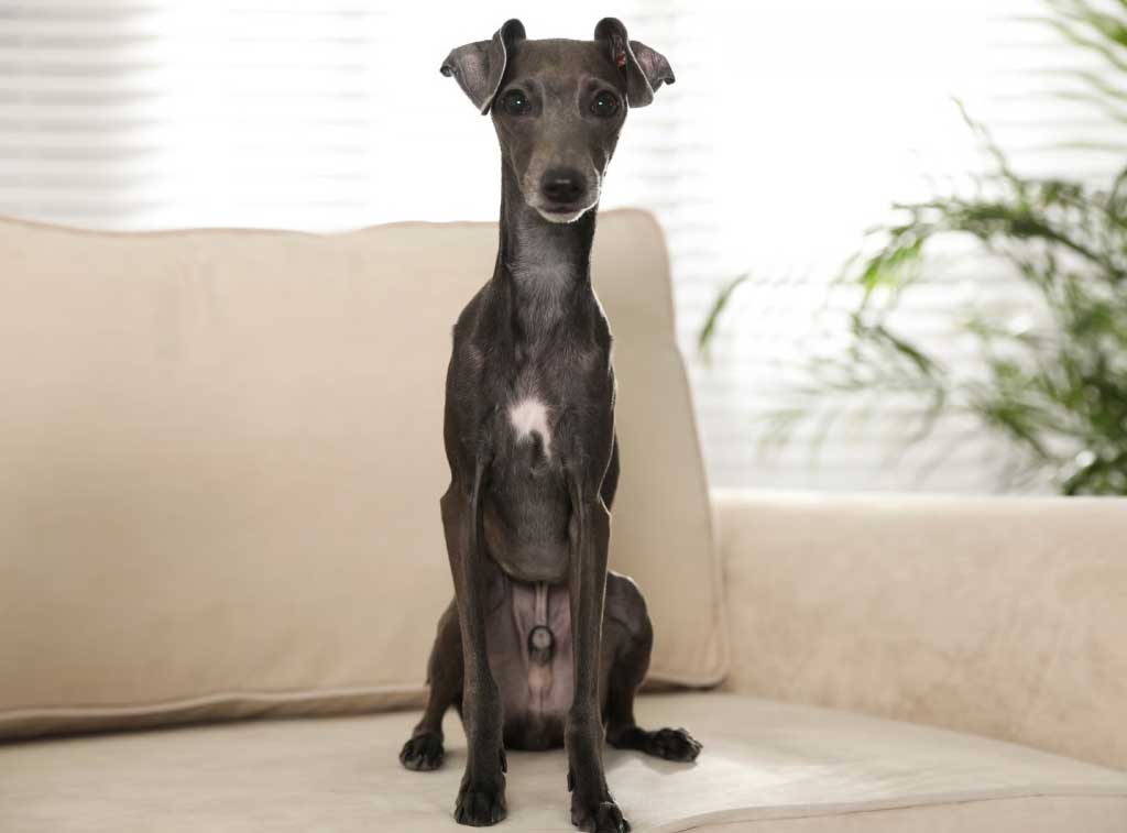 whippet Борзые собаки: полный гид по породам с фото, названиями и характеристиками