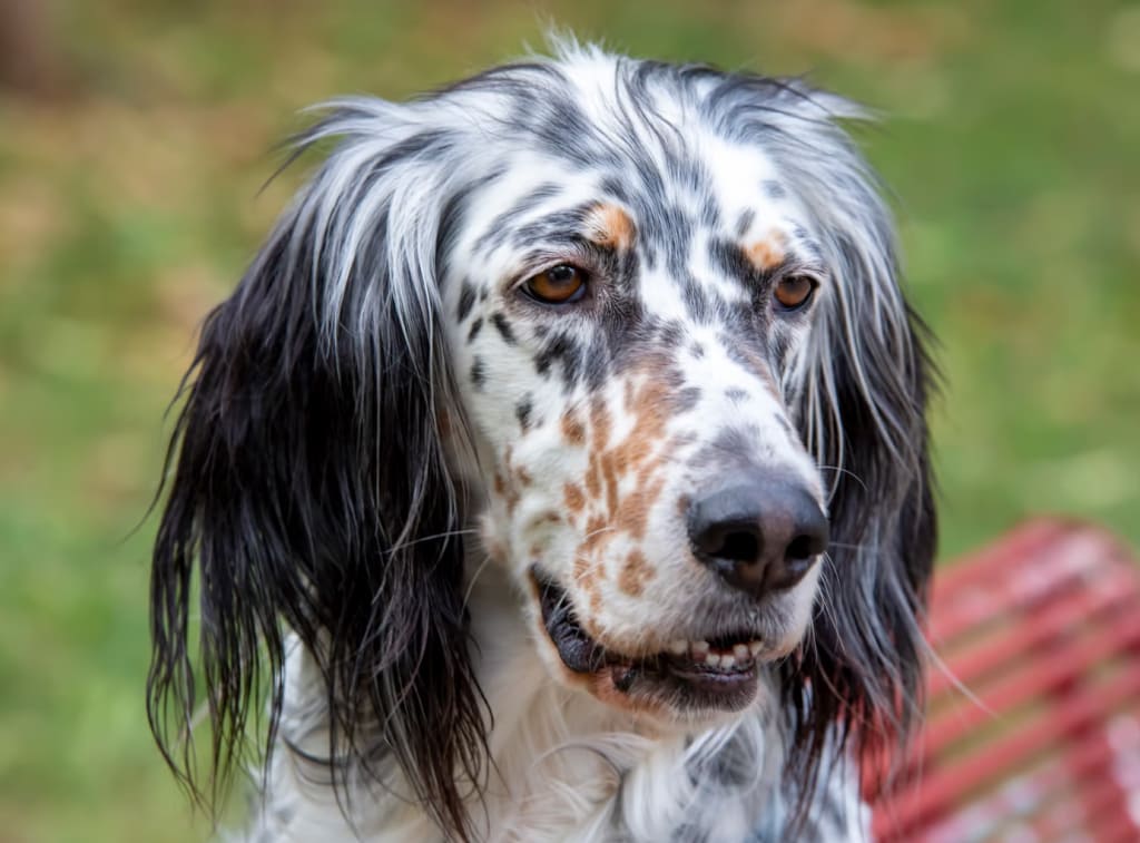 angliyskiy-setter Гипоаллергенные породы собак: полный гид по выбору, уходу и содержанию