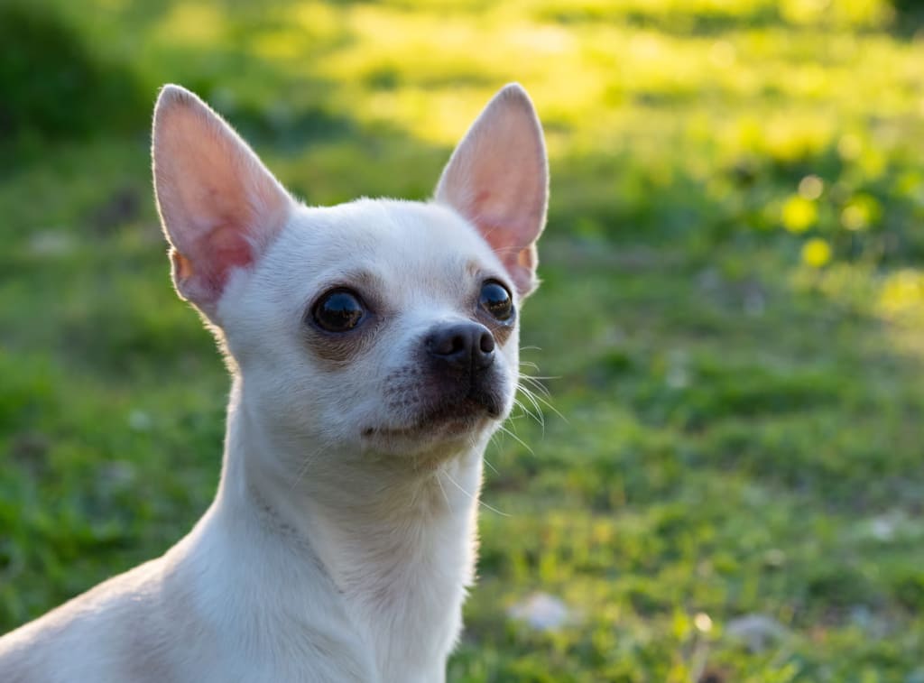 chihuahua-1 Гипоаллергенные породы собак: полный гид по выбору, уходу и содержанию