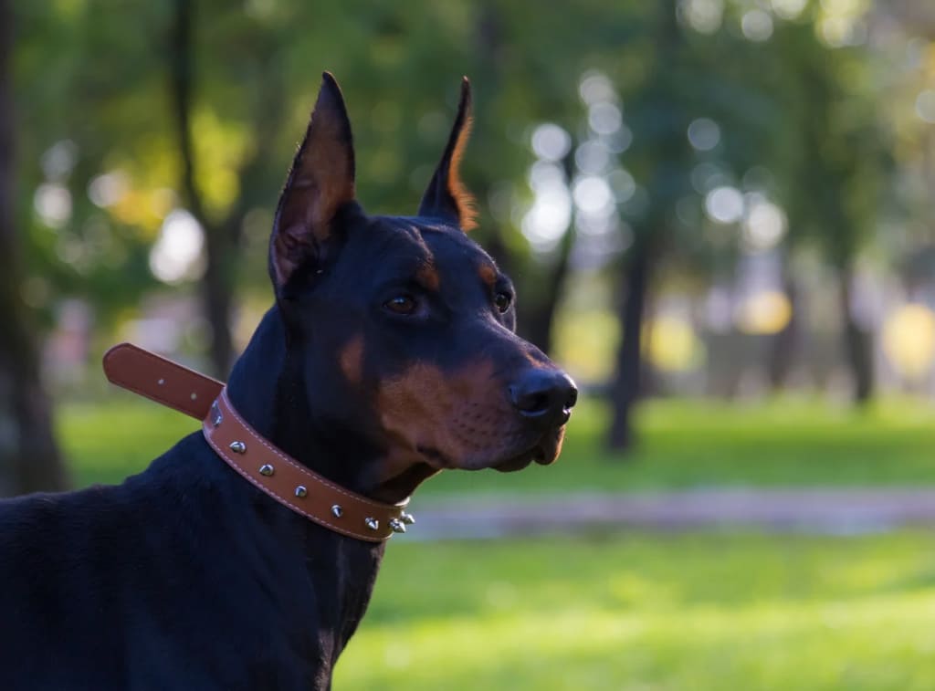 doberman Гипоаллергенные породы собак: полный гид по выбору, уходу и содержанию