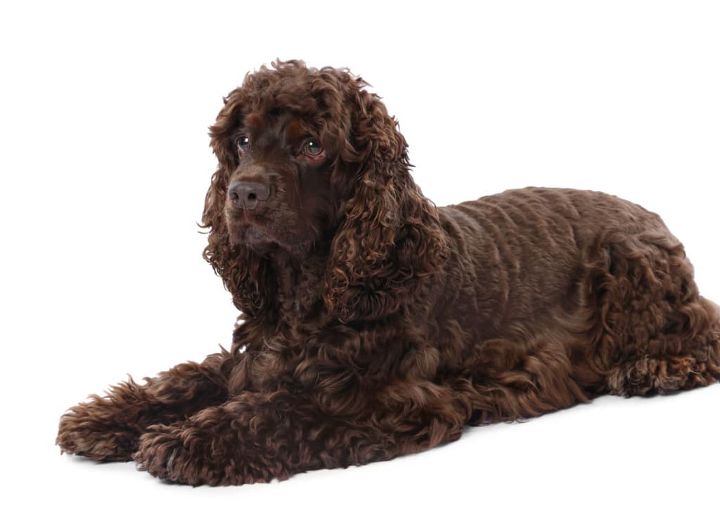 irlandskiy-vodyanoy-spaniel Гипоаллергенные породы собак: полный гид по выбору, уходу и содержанию