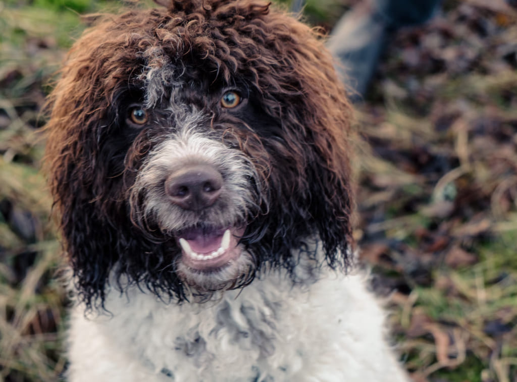 lagotto-romanolo Гипоаллергенные породы собак: полный гид по выбору, уходу и содержанию