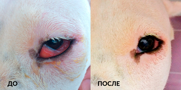 allergicheskiy-konyunktivit-do-i-posle-lecheniya Общая информация по офтальмологии