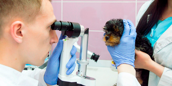 osmotr-sobaki-veterinarnym-vrachom Общая информация по офтальмологии