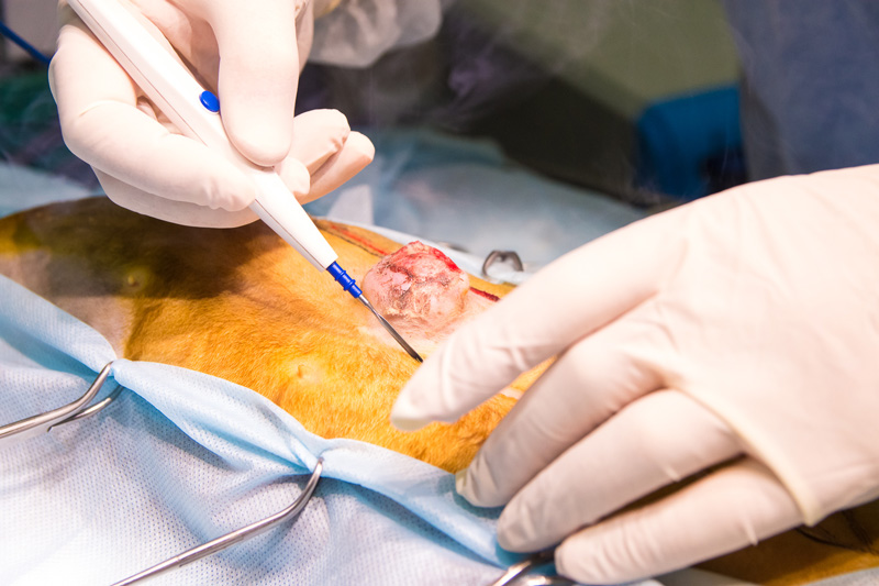 provedenie-operacii-veterinarnym-hirurgom Рак молочной железы у кошек и собак