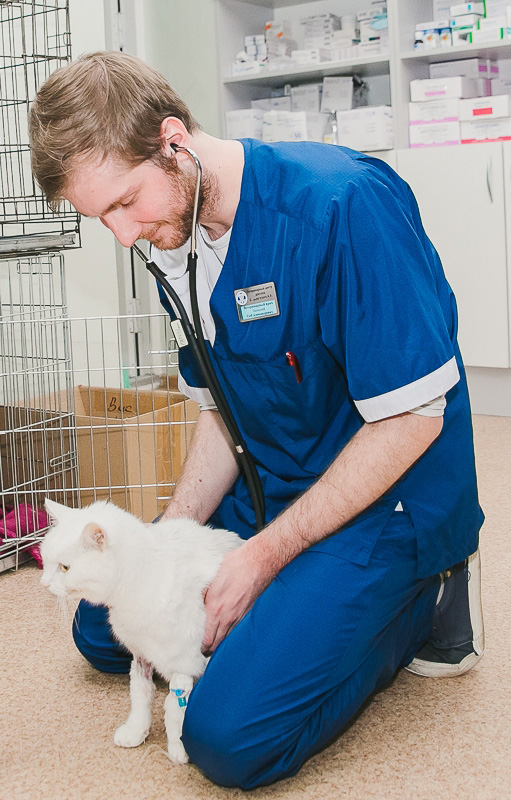 veterinarnaya-nevrologiya-osmotr-kota-vrachem Общая информация по неврологии