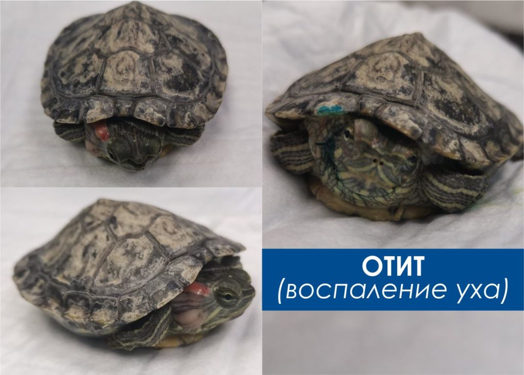 pMqylzt0vV0-1024x732 Диагностика и лечение отита у черепах