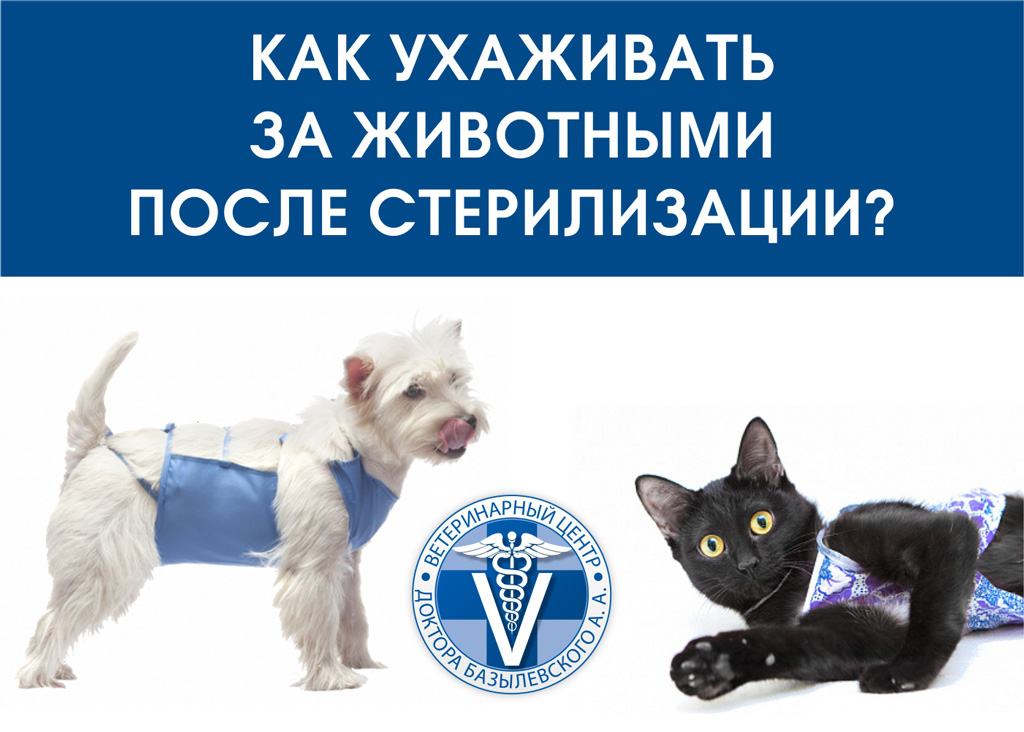 sterilka Уход за животными после кастрации и стерилизации