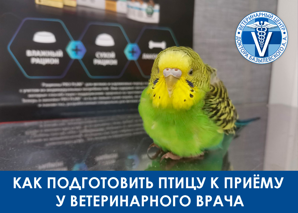 Как правильно подготовить птицу к приему у варача