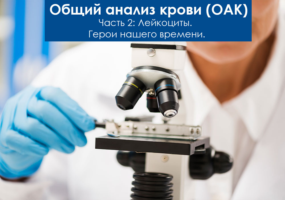 Общий анализ крови у животных. Лейкоциты