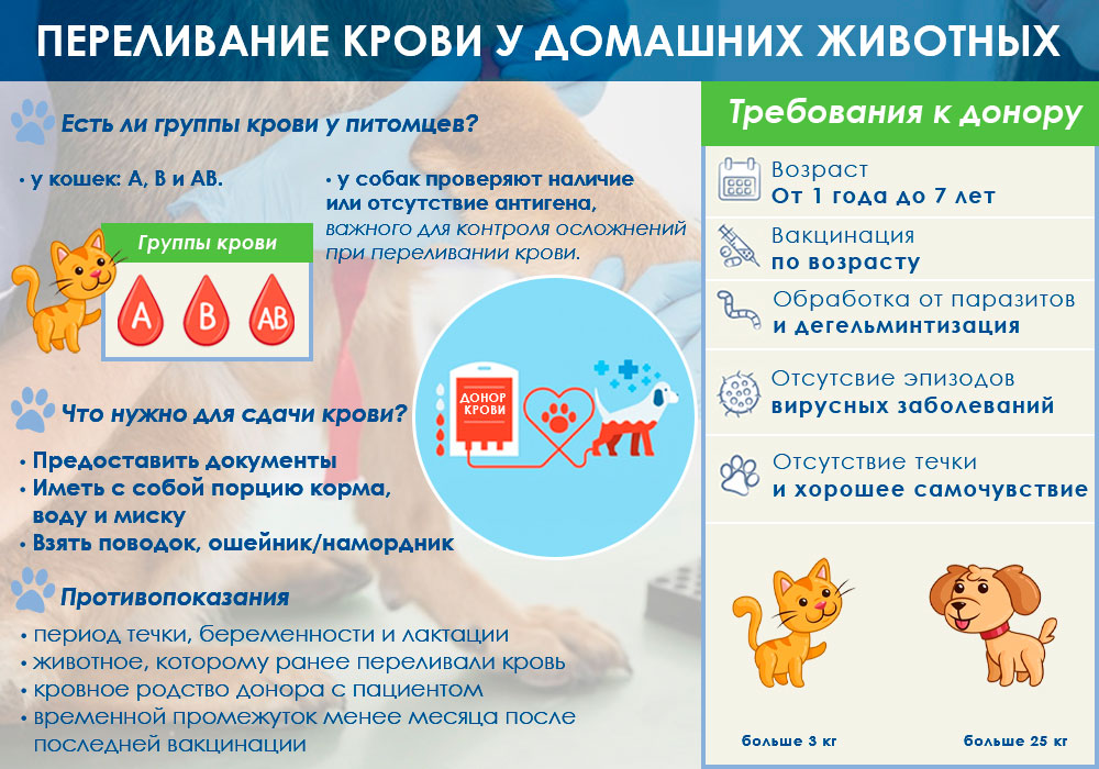perelivanie-krovi-zhivotnomu Переливание крови у животных. Все о донорстве