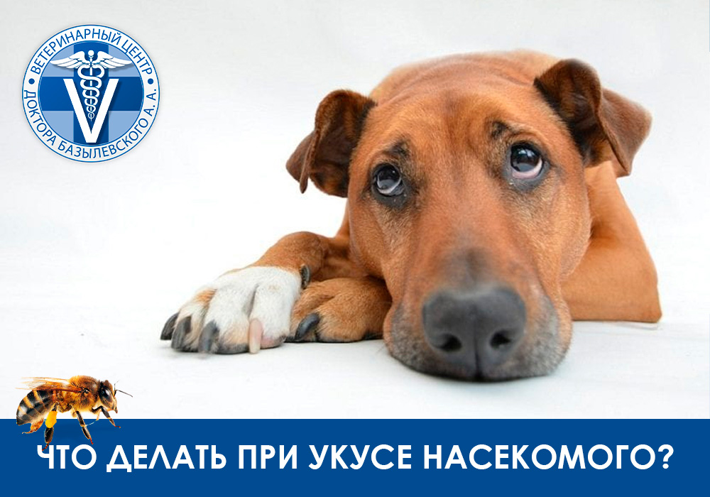 Что делать при укусе насекомого?