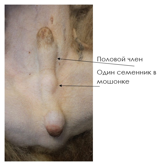 ftfLeMQEJMA Кастрация крипторхов