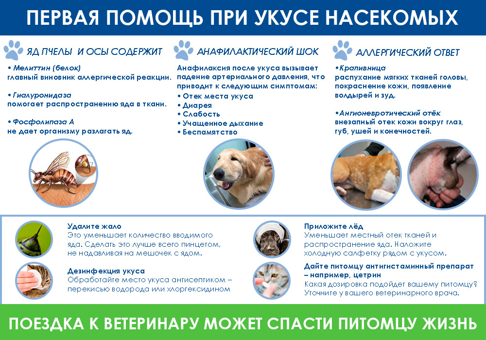 ukusy-nasekomyh-u-domashnih-zhivotnyh Укусы насекомых у домашних животных