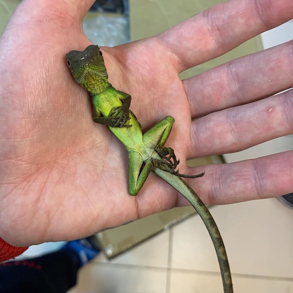 reptiles_rescue_center_spb_79841883_151472262804941_4370163561732948795_n-1024x1024 Интервью с ветеринарным герпетологом Николаевым Ярославом