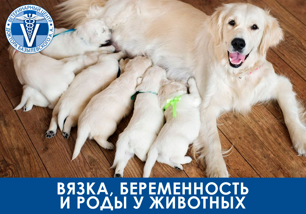 f6Q3KlIGEQ4 Вязка, беременность и роды у животных