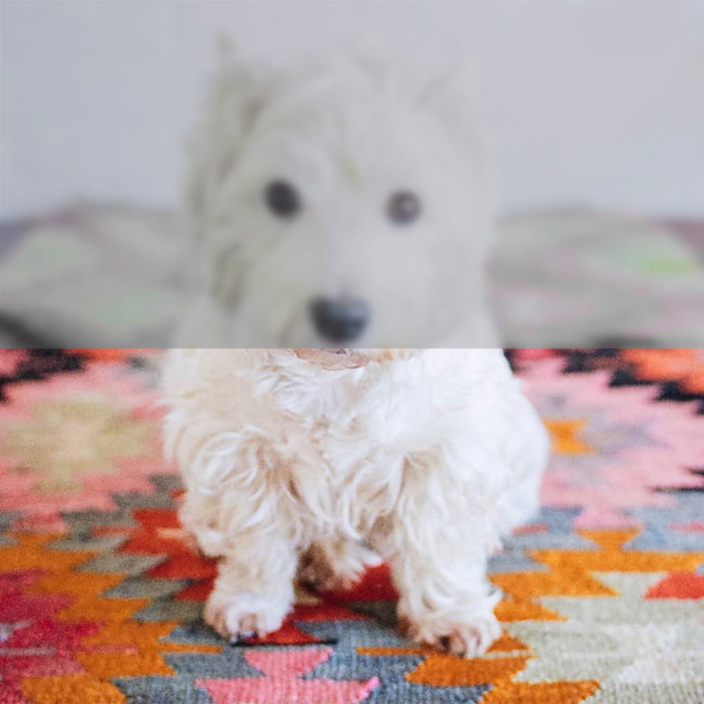 example2-dog-vision-1024x1024 6 фактов о глазах собаки