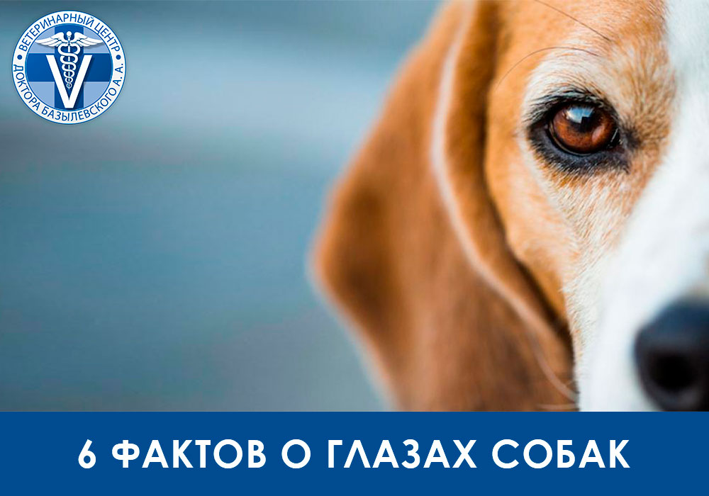 6 фактов о глазах собаки