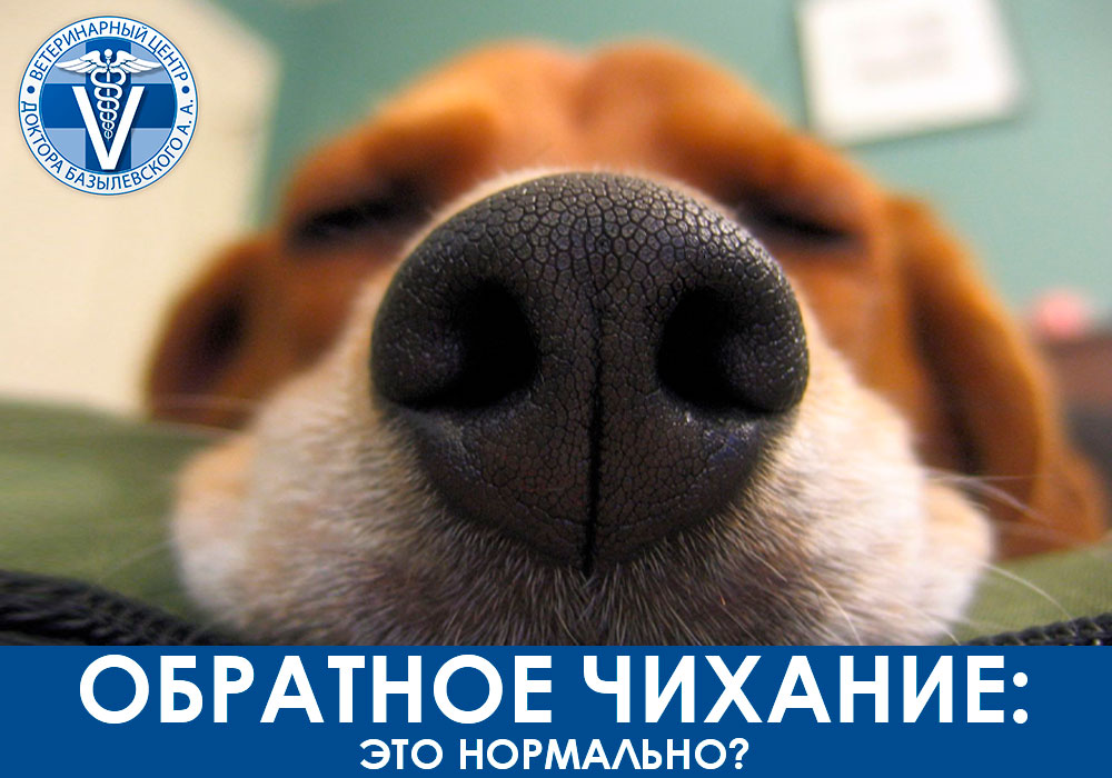 Обратное чихание у собак и кошек
