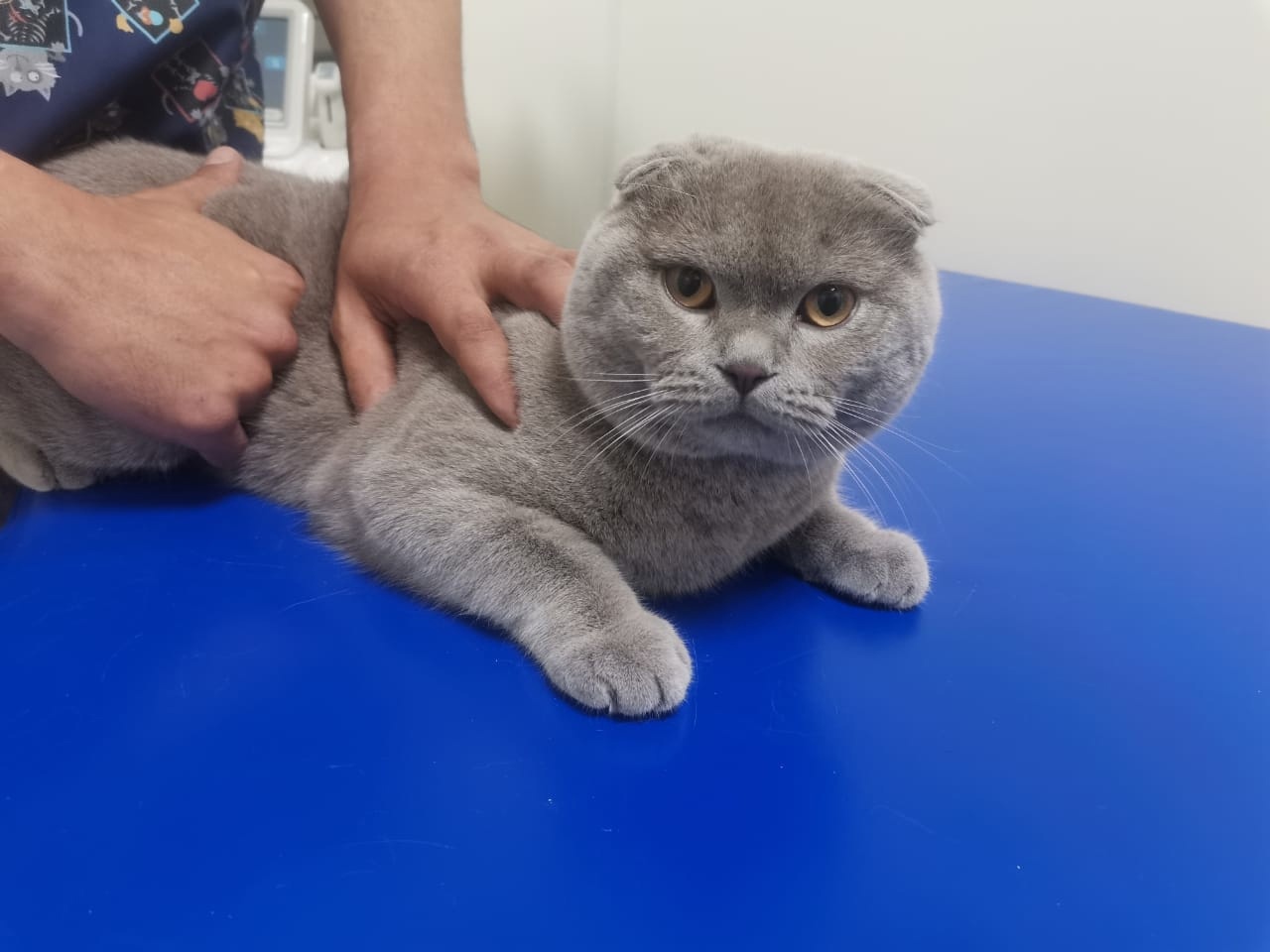 кошечка Бастед