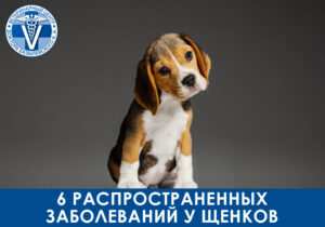 6 распространенных заболеваний у щенков