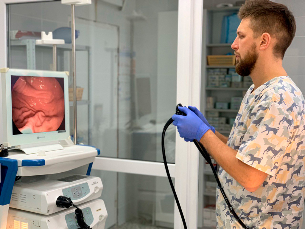 endoskopiya-dlya-zhivotnyh-dostupna-v-filialah-vet-klinik-rf-1 ЭНДОСКОПИЯ ДЛЯ ЖИВОТНЫХ доступна в филиалах вет клиник РФ!