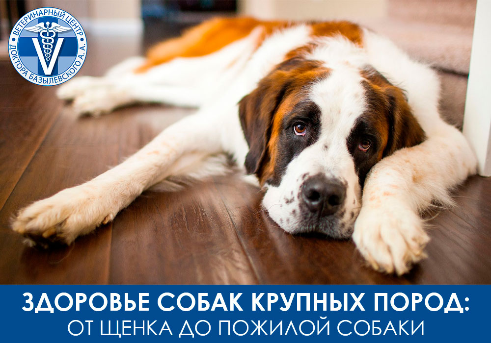 Как сохранить здоровье собак крупных пород - от щенка до пожилой собаки