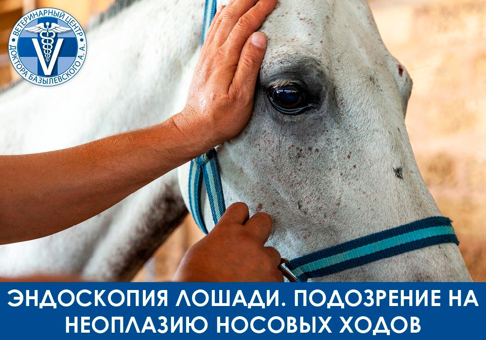 Эндоскопия лошади