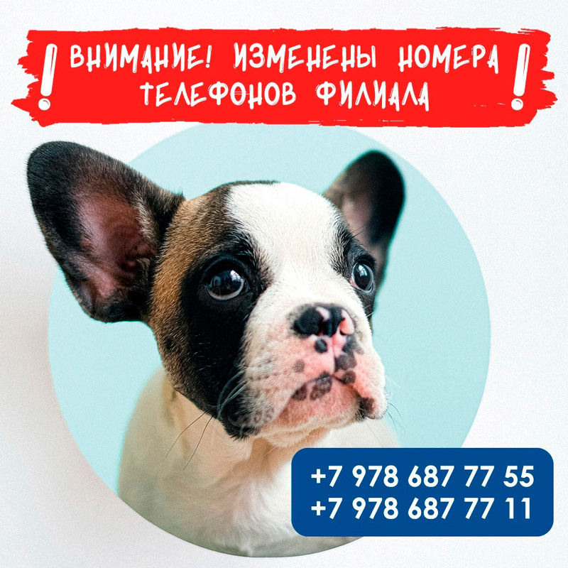 Новые номера телефонов Севастополь